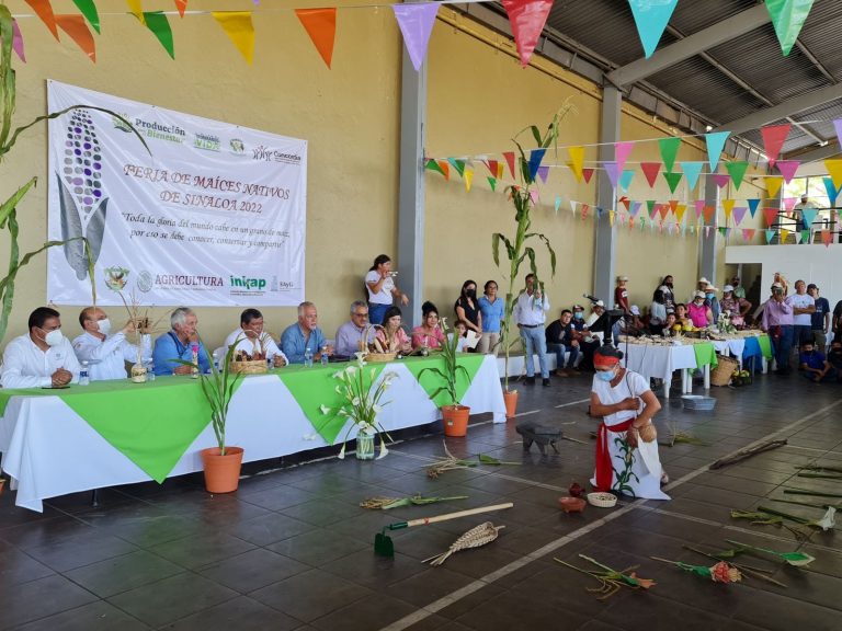 Premia Sinaloa a productores de maíces nativos