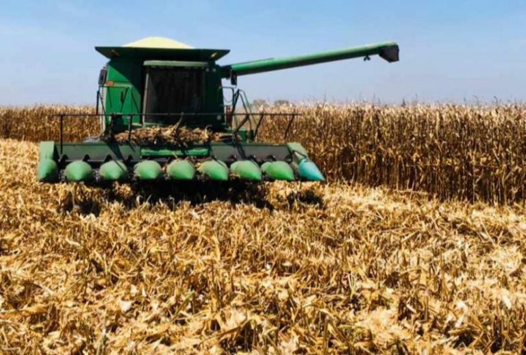Al 25% cosecha de maíz en Sinaloa
