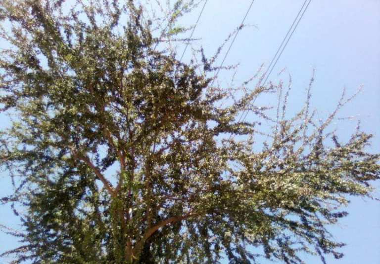 ¿Hasta cuándo CFE? Le chispean cables desde hace un año en Villa Juárez, Navolato