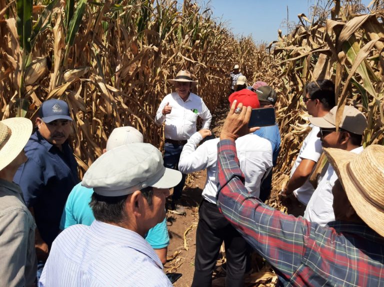 Prometen ahorro del primer riego con dejar esquilmos en la tierra