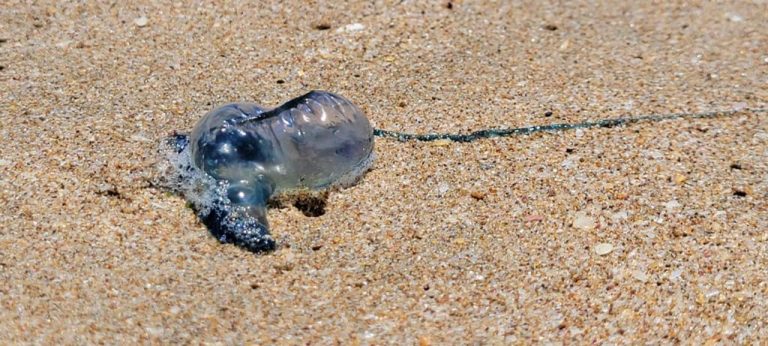 Reportan presencia de quemadores en playas de Mazatlán