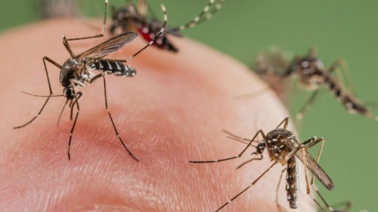 Alerta Salud por aumento de dengue