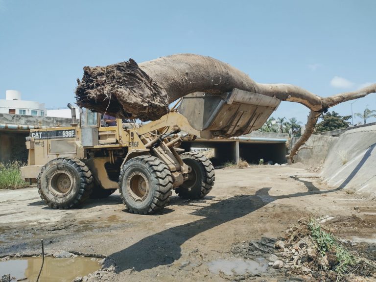 Iban por basura, sacan hasta el árbol