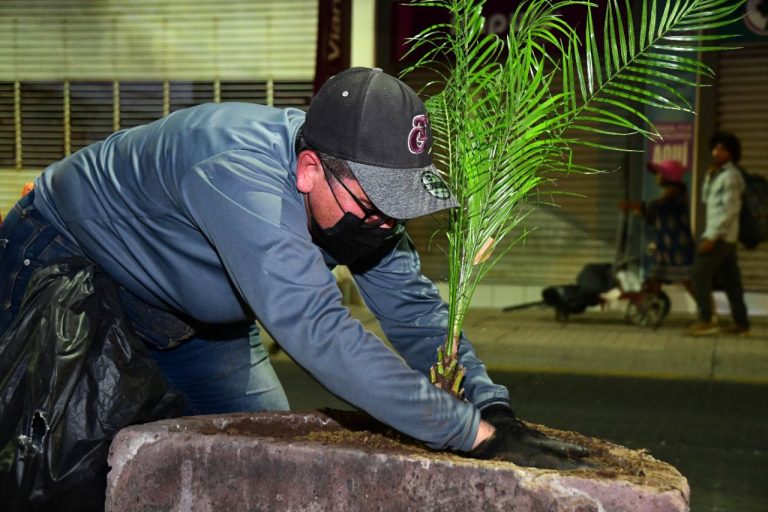 Dan al Centro Histórico de Culiacán ‘vista verde’