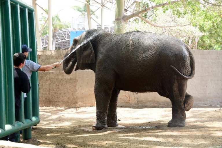 Llega Bireki, la nueva compañera de Big Boy