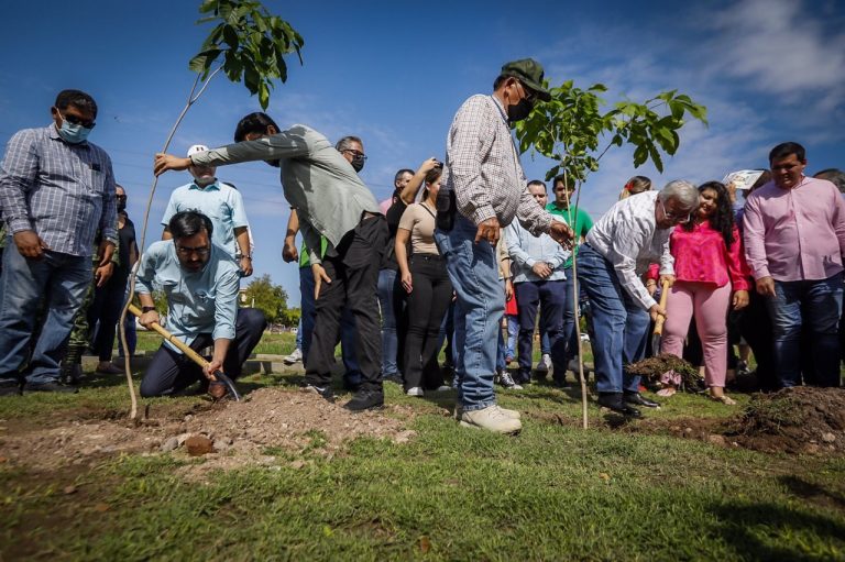 Apuesta Culiacán al árbol regional para vida a largo plazo