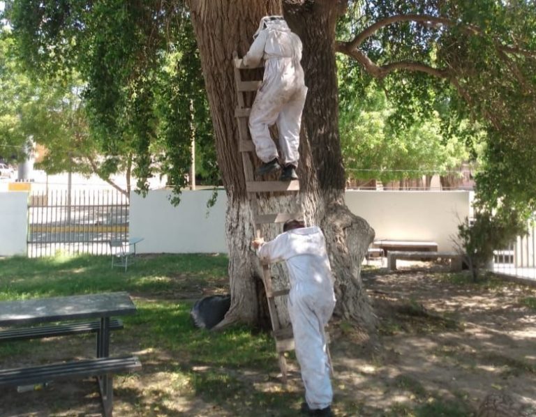 Rescatan a adulto mayor; recibe más de 300 piquetes de abejas