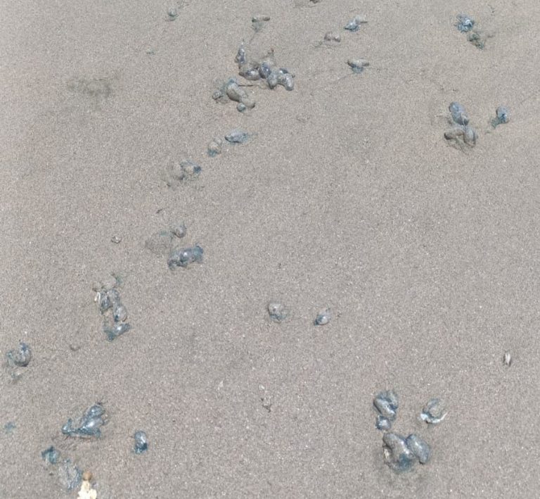 Piden en Mazatlán evitar entrar a playas por exceso de quemadores