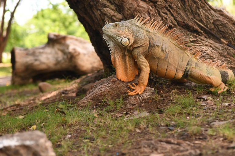 Darán protección a especies en Isla de Orabá por vacacionistas