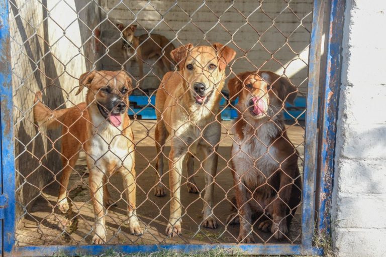 El 70% de los perros en México, son de la calle