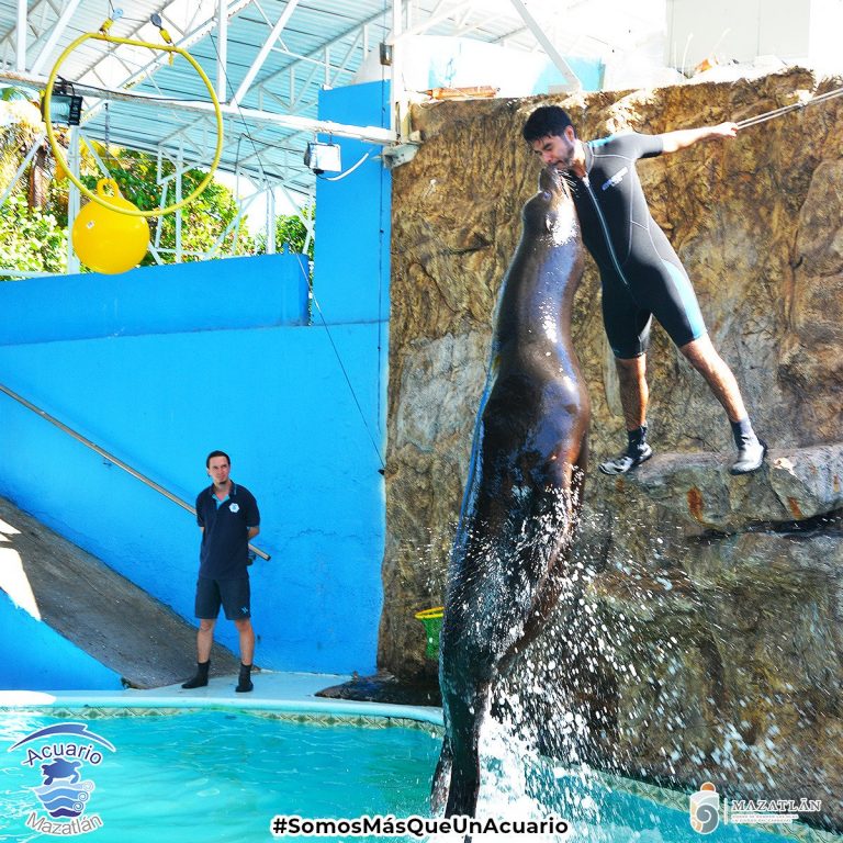 Vas al Acuario Mazatlán ¡Evita filas en taquilla!