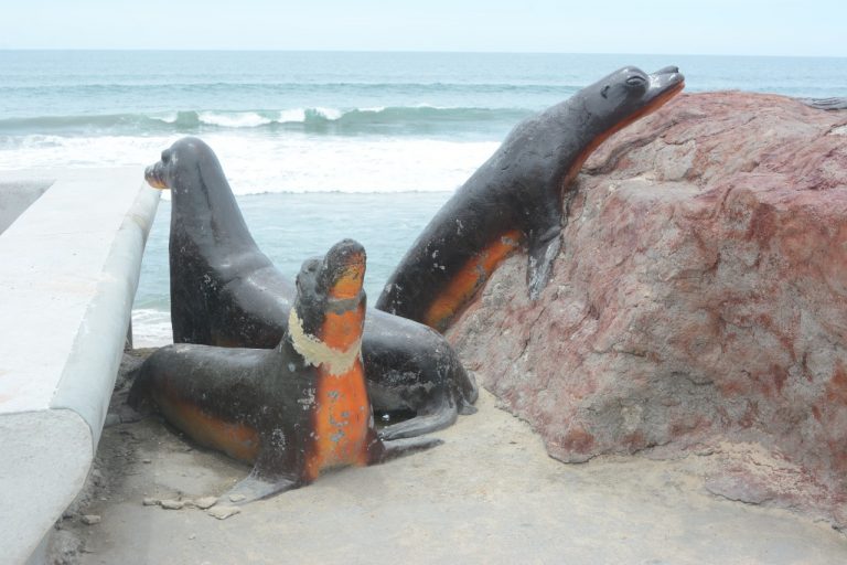 Reparan Lobos Marinos por fractura en ejemplar