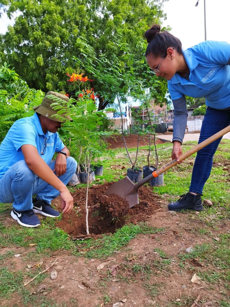 Opta Culiacán por plantar árboles nativos debido a sequía