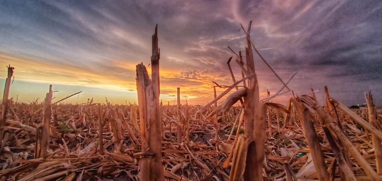 Afecta a Navolato quema de socas