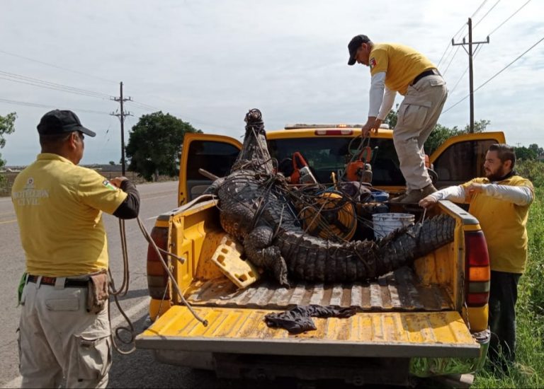 Capturan cocodrilo de 500 kgs en el patio de una casa en Navolato