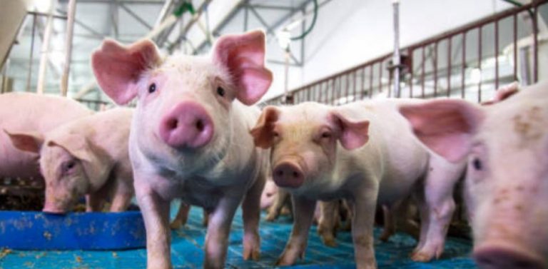 Resucitan órganos de un cerdo muerto con nueva tecnología