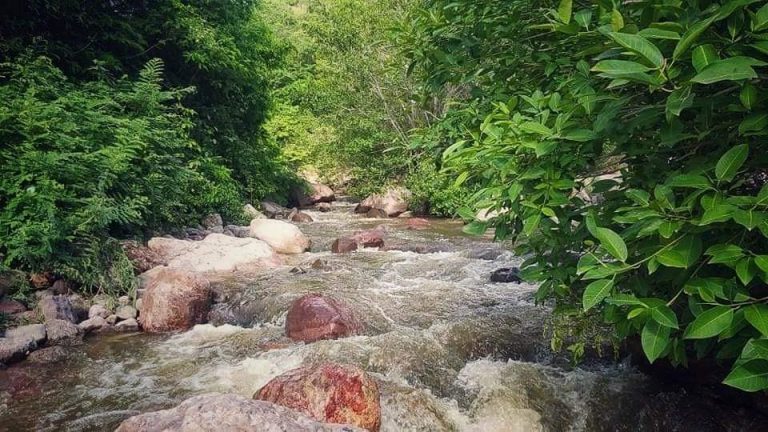 Afianzan protección de 44 hectáreas en Tacuichamona