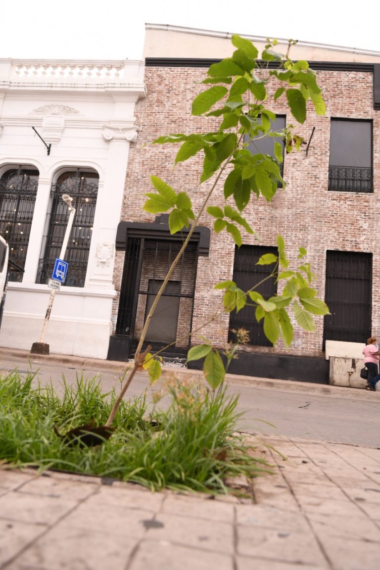 Arboriza Culiacán el Centro para bajar el calor