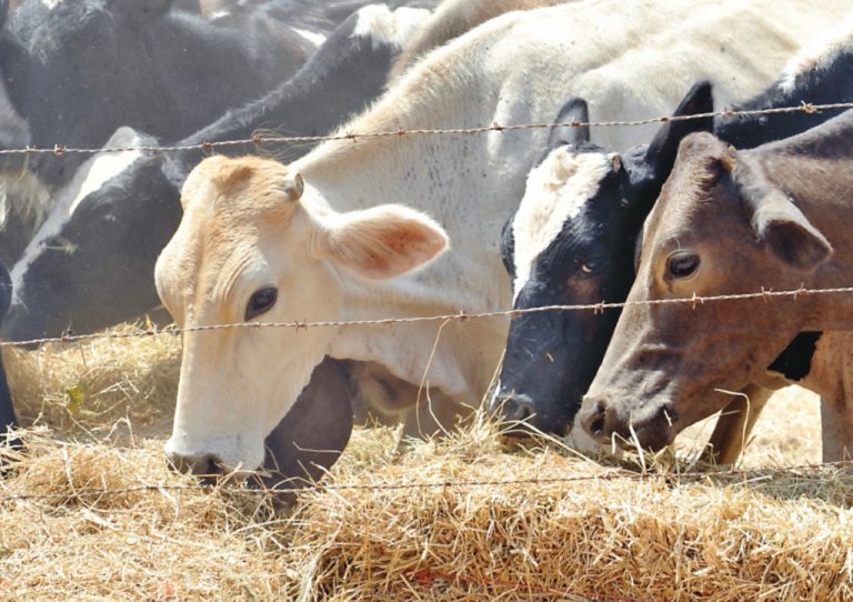 Suman 23 mil pacas para ganado contra sequía