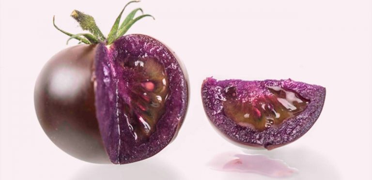 Aprueba EU cultivo de tomate genéticamente modificado