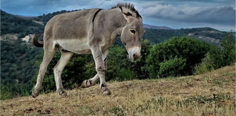 Decomisan 7 mil penes de burro que iban a China