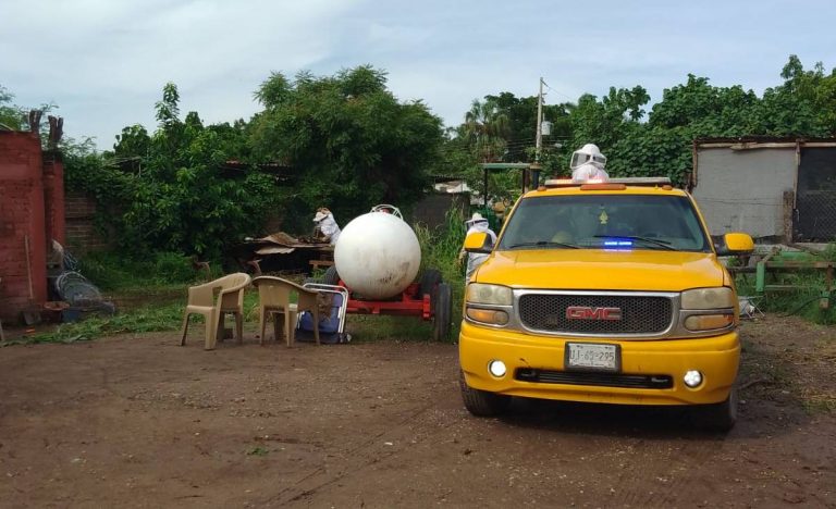 Deja 3 heridos ataque de abejas en ‘La Palma’, Navolato