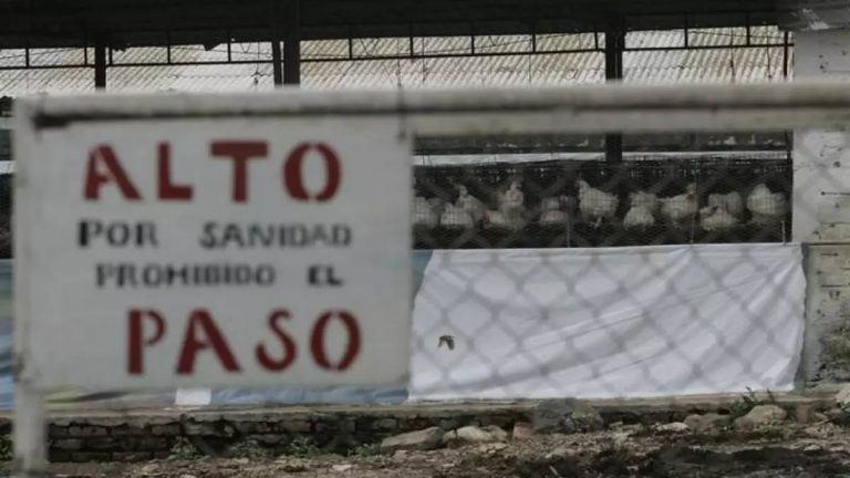 México registra el primer caso de gripe aviar H5N1