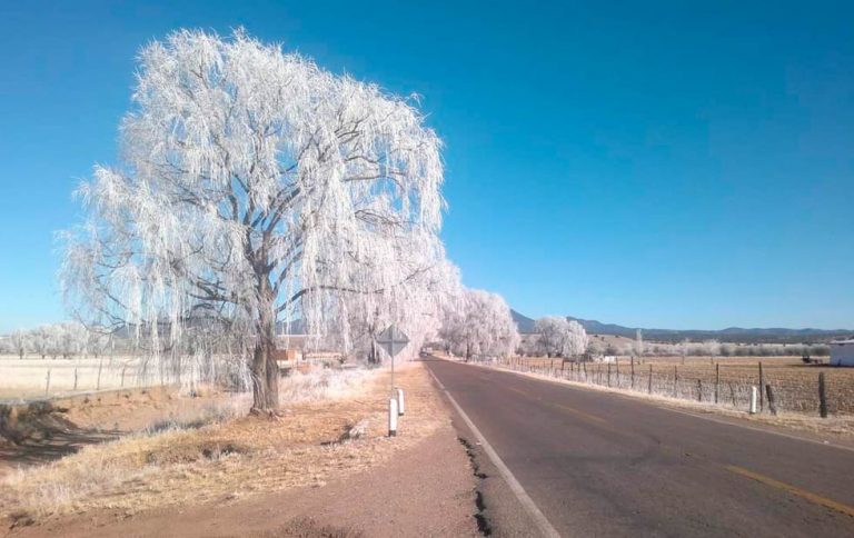 Cubre el hielo árboles y pinos en Chihuahua