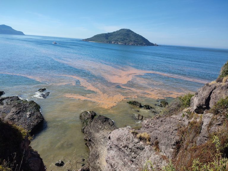 Alerta Mazatlán a bañistas por ‘marea roja’