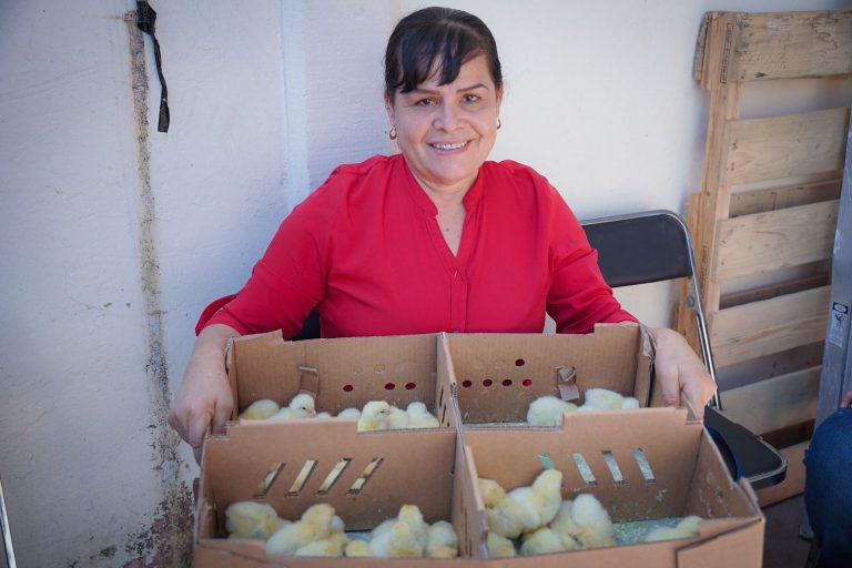 Entregan pollos a viudas de policías en Culiacán