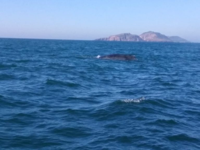 Avistan ballena atrapada en red de pesca en Mazatlán