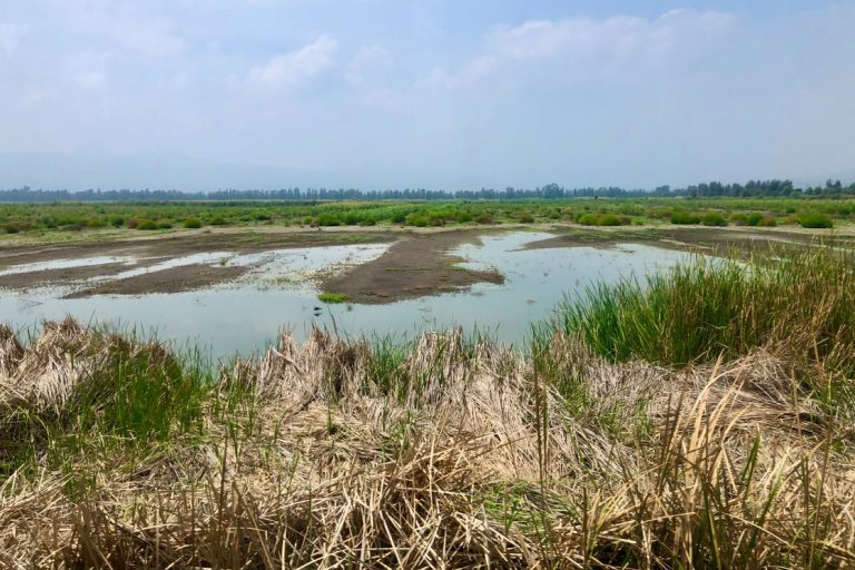 Confirman gripe aviar en 800 patos muertos en laguna Tláhuac-Xico