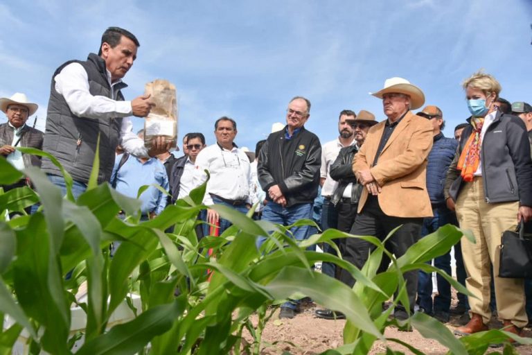 Presumen protección al maíz del gusano cogollero