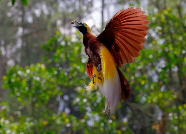 Supuestamente extinto desde 1882 ha sido avistado de nuevo