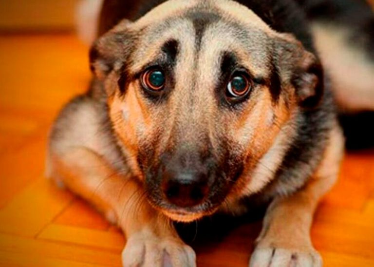 Perros pueden entrar en paro cardiaco por cohetes