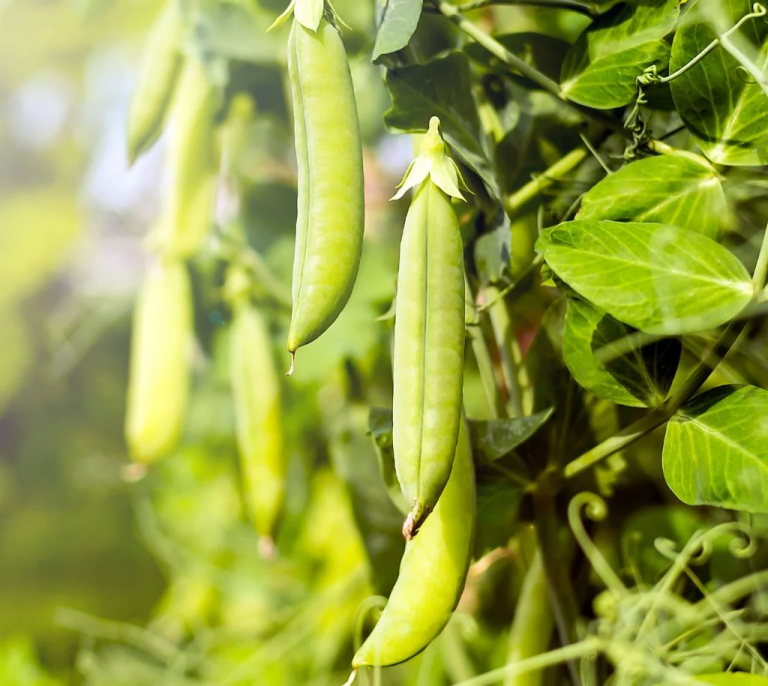 Las plantas tienen cerebro, duermen y se comunican