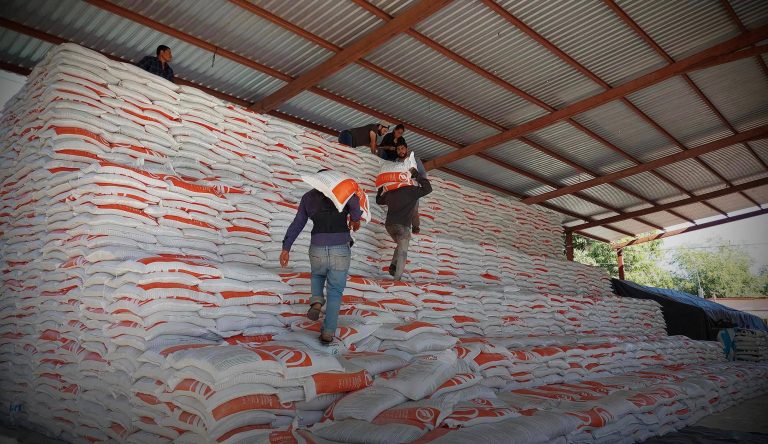 Arriba a Badiraguato fertilizante gratis para productores