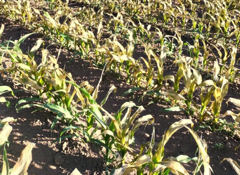 Afectan heladas mil hectáreas de cultivo