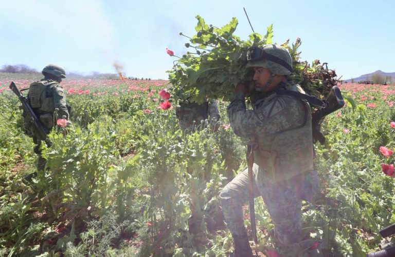 Aseguran en Sinaloa el plantío de amapola más grande del año