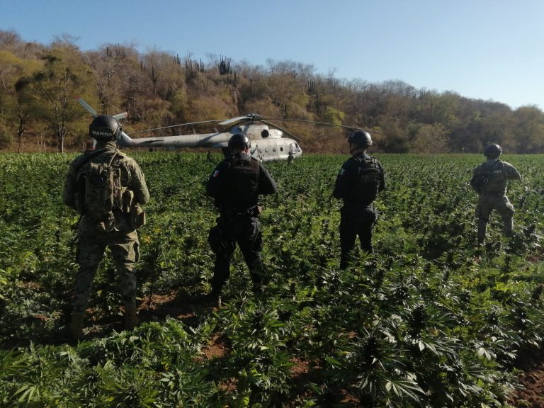 Destruyen 4 plantíos, de amapola y mariguana