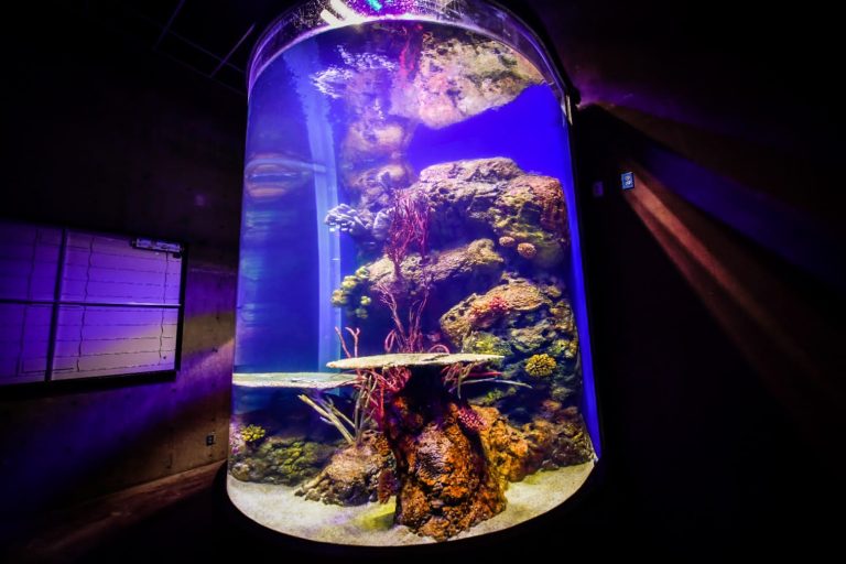 Gran Acuario en Mazatlán listo para abrir en abril