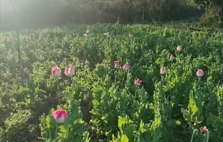 Tumba Ejército tres plantíos de amapola en Sinaloa