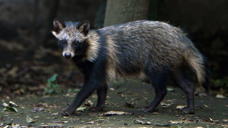 Covid-19 se originó en un perro mapache