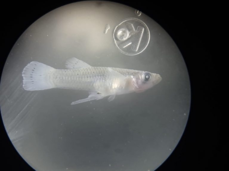 Peces depredadores de larvas, solución al dengue