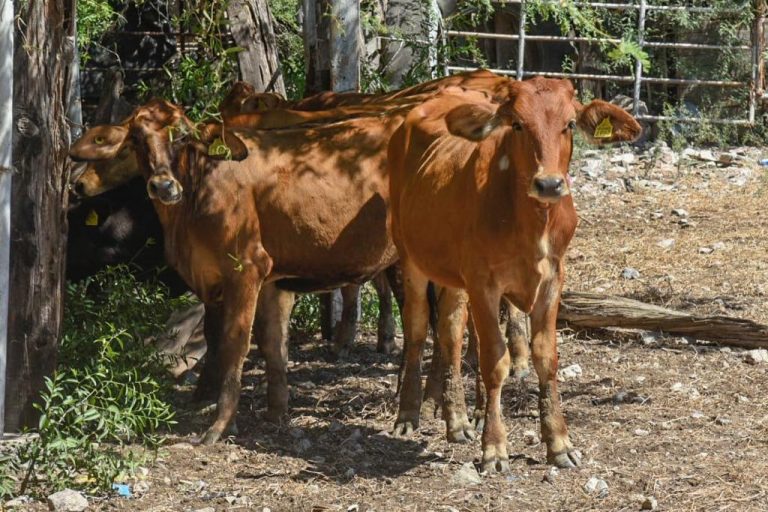Si no hay lluvia, hay escasez en ganado