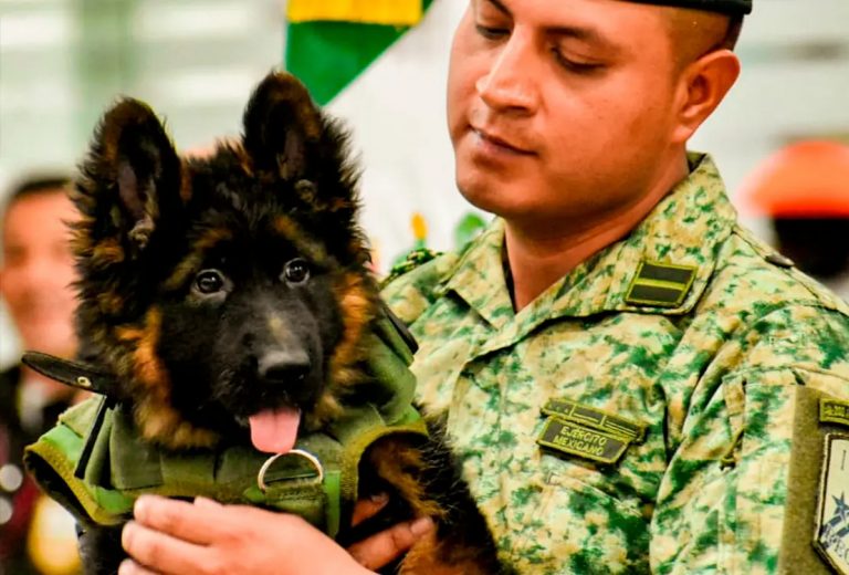 Arkadas, el nuevo lomito rescatista de la Sedena