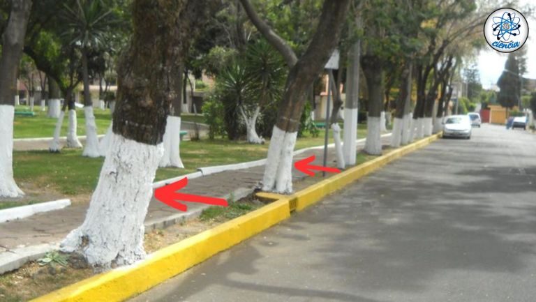 ¿Es verdad que los árboles se pintan de blanco?