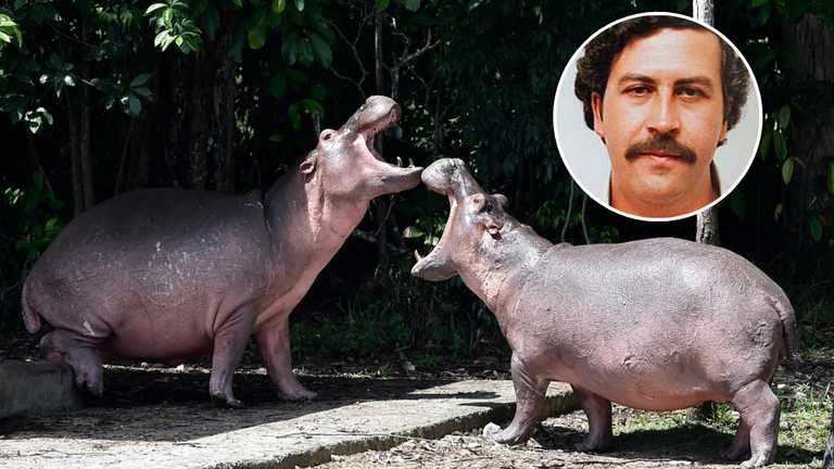 Colombia ya no sabe qué hacer con los hipopótamos de Pablo Escobar