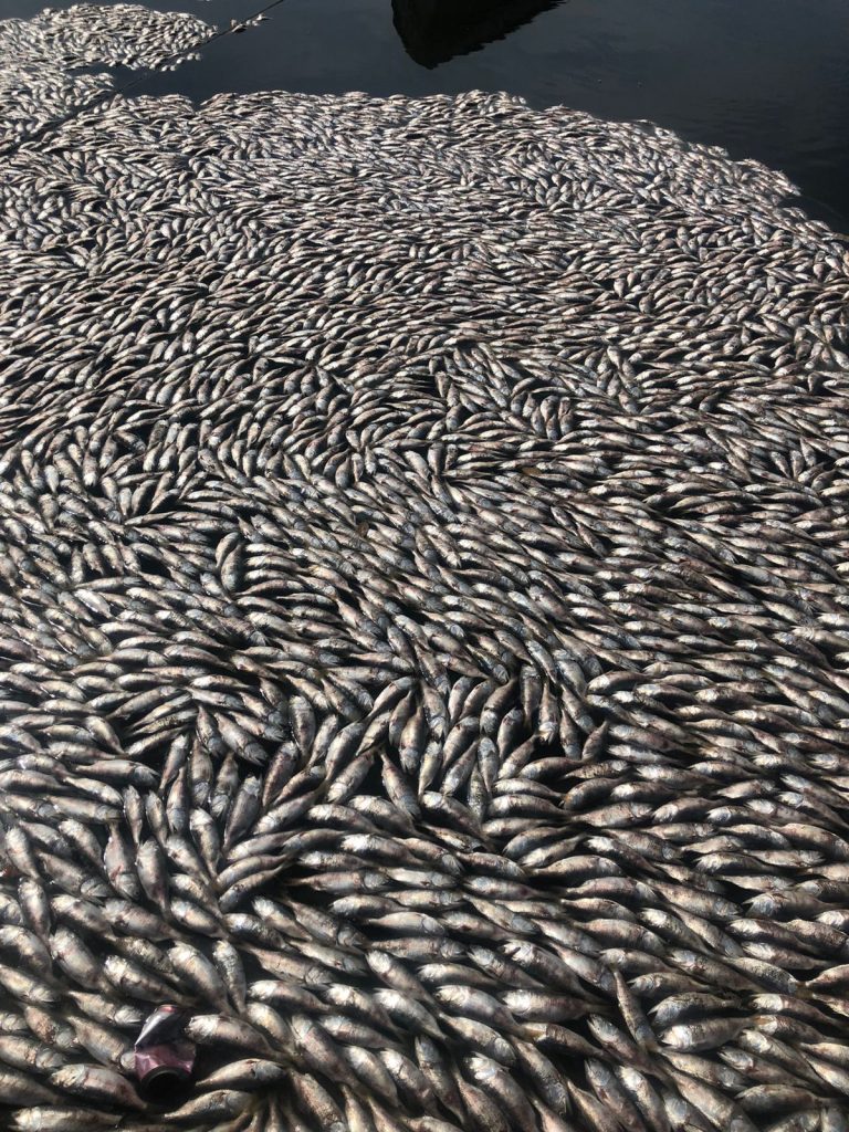Aparecen miles de sardinas muertas en Yameto, Navolato