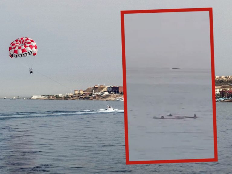 Hombre muere al ser ‘comido’ por un tiburón